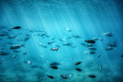 Fishes swimming in sea