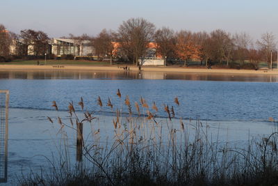 View of birds in lake