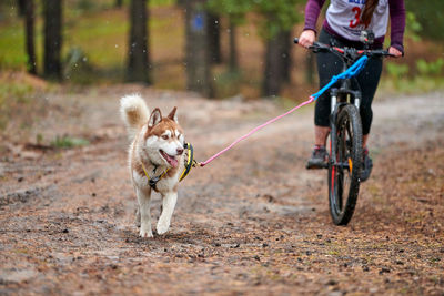 Dog riding horse cart