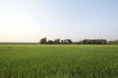 Scenic view of agricultural field against clear sky