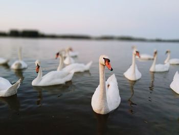 Swans swimming in lake