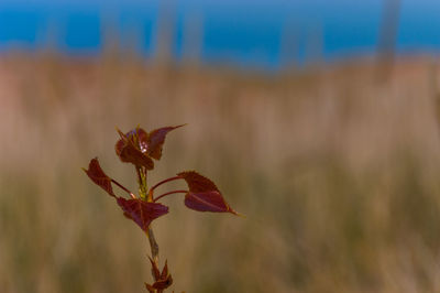 Close-up of plant against sky