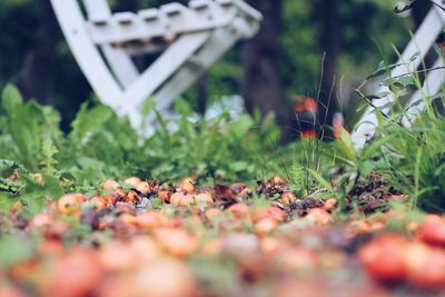 Close-up of apples and leaves falling on grass in front of the garden chairs 