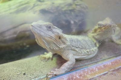 Close-up of lizard on glass