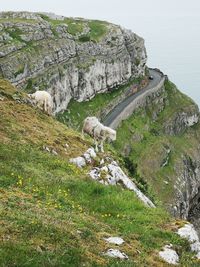 High angle view of an animal on land