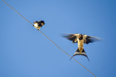 Low angle view of bird flying against clear blue sky