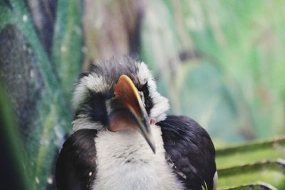 Close-up of bird on field