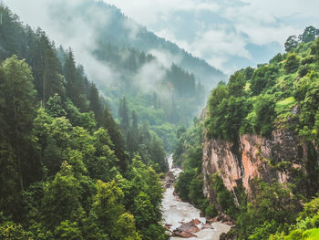 Scenic view of forest against sky