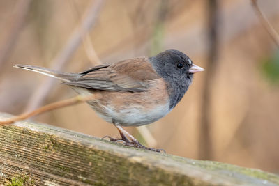 Close-up of a dark eyed junko bird perching on railing