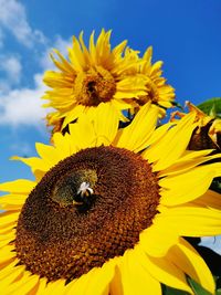 Close-up of bee pollinating on sunflower