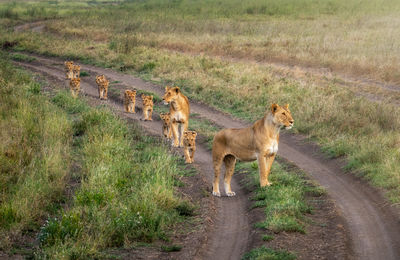 Horse standing on field