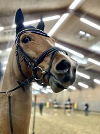 Close-up of a horse