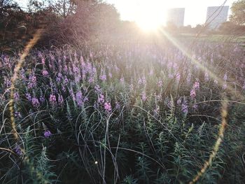 Purple flowering plants on field against bright sun