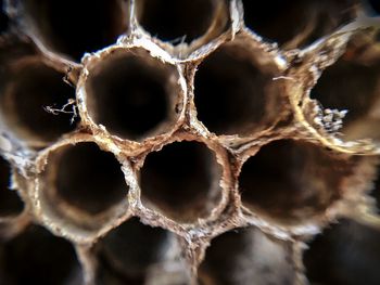 Extreme close up of human eye