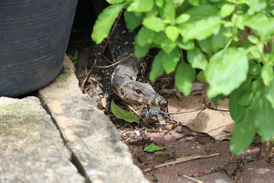 High angle view of lizard