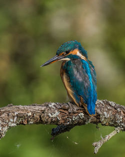 Close-up of bird perching on branch