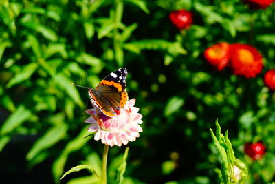 Close-up of butterfly pollinating on flower