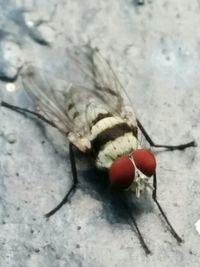 Close-up of bug on surface