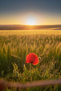 A single red poppy on farmland on with the sun setting over the sussex weald. 