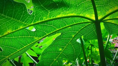 Close-up of green leaves on tree