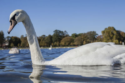 Swan swimming in lake against sky