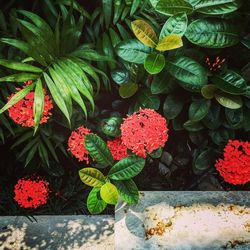 High angle view of potted plants