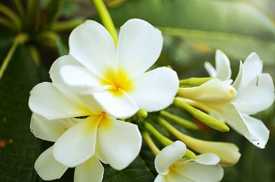 Close-up of white flower