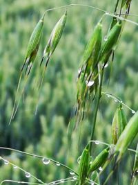 Close-up of wet crop growing on field