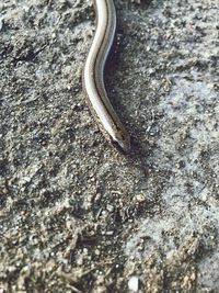 Close-up of insect on rock