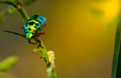 Close-up of insect on plant