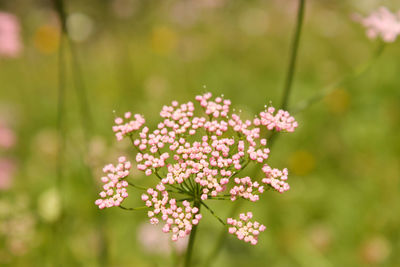 Close-up of pink flowers