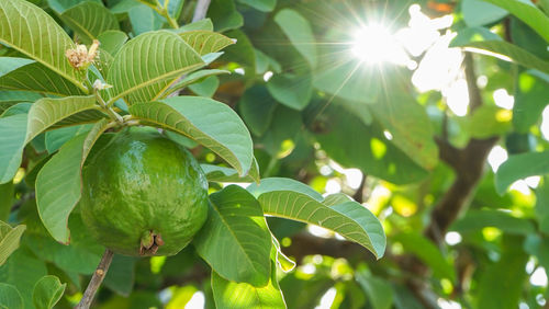 Close-up of fresh green plant