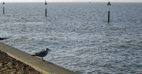 Seagull perching on shore