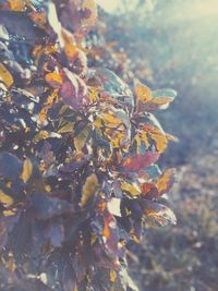 Close-up of maple leaf on tree during autumn