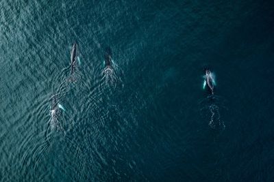 Aerial view of killer whales swimming in sea