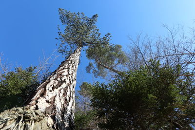 Low angle view of trees against sky