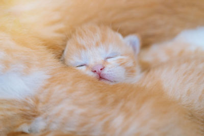 Close-up of cat sleeping