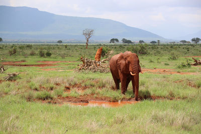 Elephant on field against sky