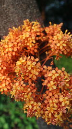 Close-up of orange flowers