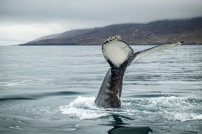 View of an animal on sea shore