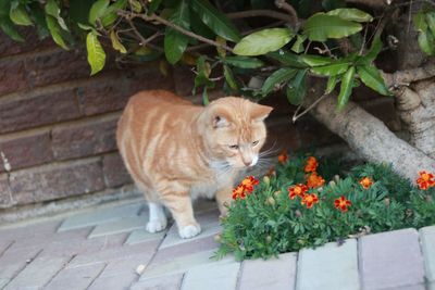 Cat looking away in flower pot