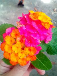 Close-up of hand holding pink flower