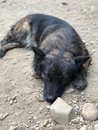 High angle view of dog lying on rock