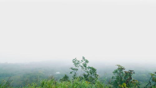 Trees on landscape against sky