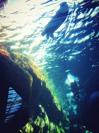 Low section of person swimming in sea