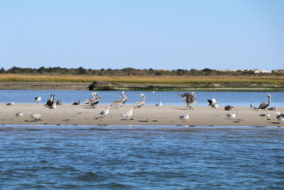 Birds in lake against clear sky