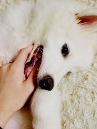 Close-up of hand holding white dog