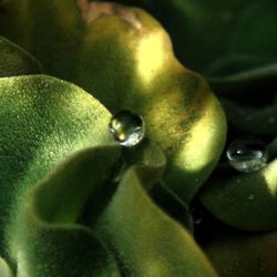 Close-up of leaves