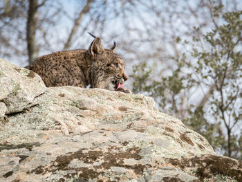 Low angle view of iberian lynx on rock at donana national park