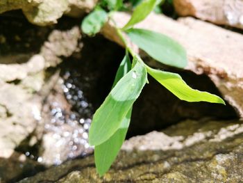 Close-up of plant growing outdoors